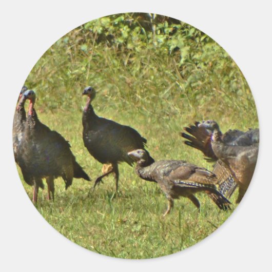 Sticker Rond Turquie sauvage, couleurs du Camouflage (Devant)