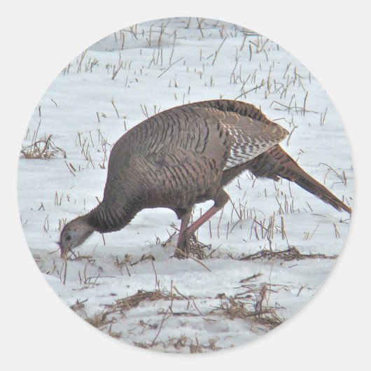 Sticker Rond Turquie sauvage en terrain neigeux (Devant)