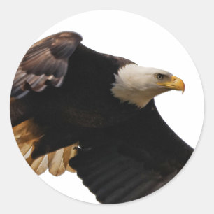 Sticker Rond Un aigle à tête blanche monte vers le ciel