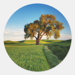 Sticker Rond Un arbre isolé entouré de collines ondoyantes de b