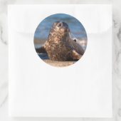 Sticker Rond Un bébé phoque débarquant dans le bassin pour enfa (Sac)