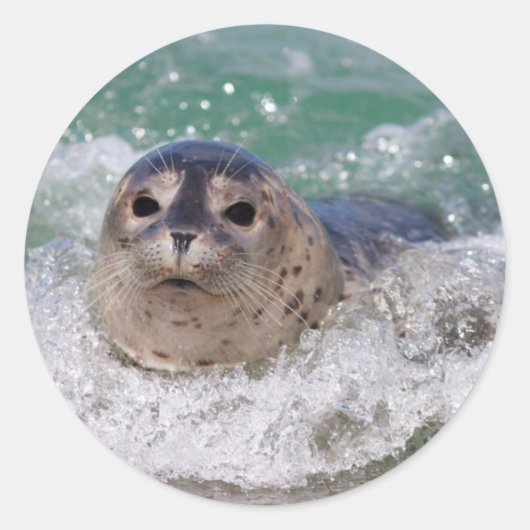 Sticker Rond Un bébé phoque surfant (Devant)