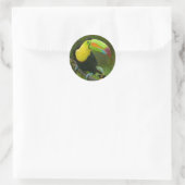 Sticker Rond Un bel oiseau toucan perché sur une branche. (Sac)