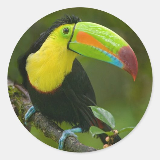 Sticker Rond Un bel oiseau toucan perché sur une branche. (Devant)