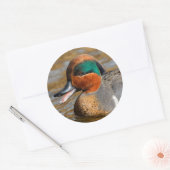 Sticker Rond Un canard Turquoise à ailes vertes chatté à l'étan (Enveloppe)