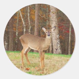 Sticker Rond Un cerf de rêve de chasseur