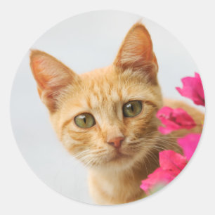 Sticker Rond Un chaton tigré rouge mignon vous observe