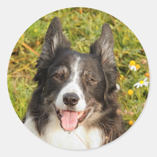 Sticker Rond Un Collie Bordure Très Amical (Devant)