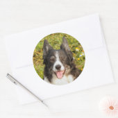 Sticker Rond Un Collie Bordure Très Amical (Enveloppe)