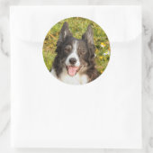 Sticker Rond Un Collie Bordure Très Amical (Sac)