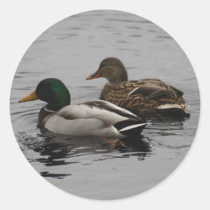 Sticker Rond Un Drake et un Hen
