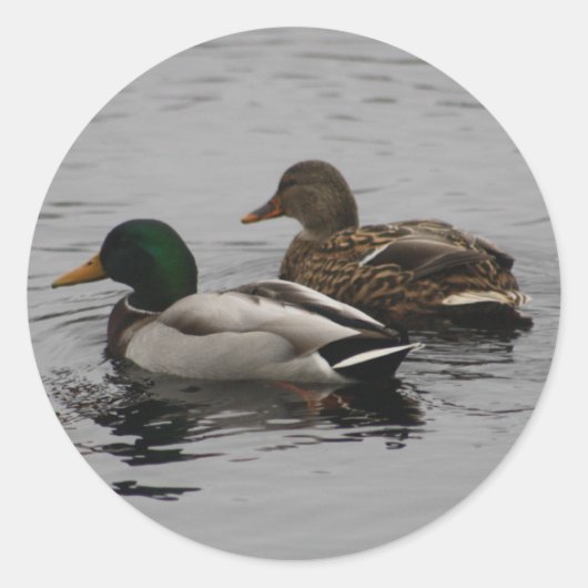 Sticker Rond Un Drake et un Hen (Devant)
