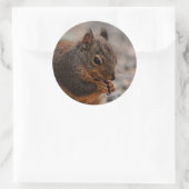 Sticker Rond Un écureuil de Douglas (Sac)