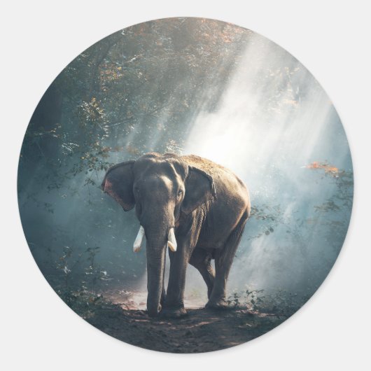 Sticker Rond Un éléphant asiatique dans un défrichement éclairé (Devant)