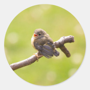Sticker Rond Un oiseau mignon chantant joyeusement en été