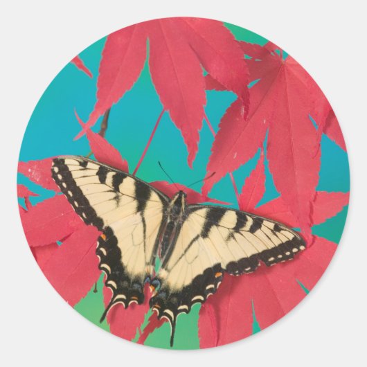 Sticker Rond Un papillon swallowtail du Canada (Devant)