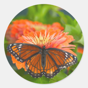 Sticker Rond Un papillon vice-roi sur des zinnias orange