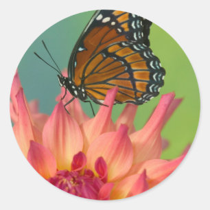 Sticker Rond Un papillon viceroi sur une Zinnia