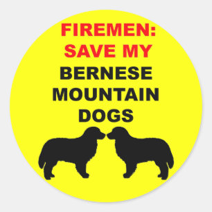 Sticker Rond Un pompier sauve mes chiens de montagne bernois