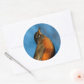 Sticker Rond Un Robin Américain Cherche (Enveloppe)