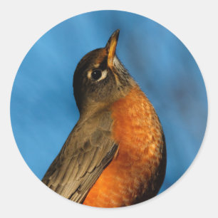 Sticker Rond Un Robin Américain regarde
