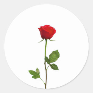 STICKER ROND UN ROSE ROUGE DE LONGUE TIGE