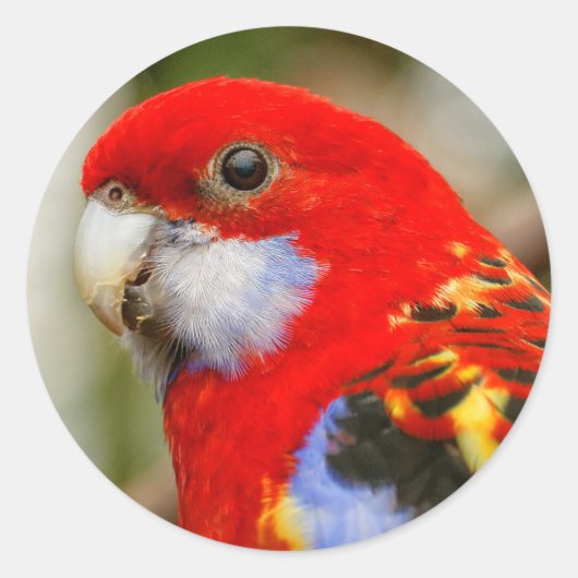 Sticker Rond Un Rosella oriental Cheeky (Devant)