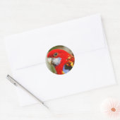 Sticker Rond Un Rosella oriental Cheeky (Enveloppe)