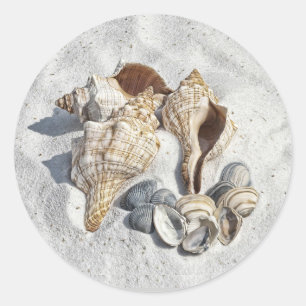 Sticker Rond Une collection de coquillages sur le sable