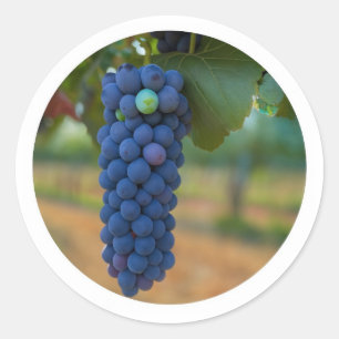 Sticker Rond Une grappe de raisins frais violets
