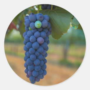 Sticker Rond Une grappe de raisins frais violets