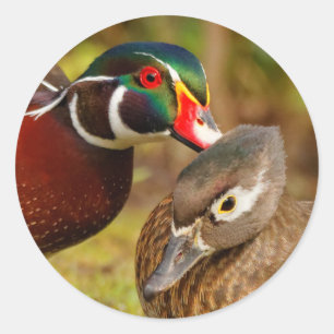 Sticker Rond Une paire inséparable de canards à bois