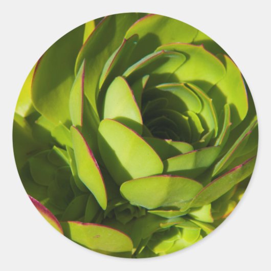 Sticker Rond USA, Californie. Plante Lobelia géant gros plan (Devant)