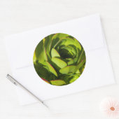 Sticker Rond USA, Californie. Plante Lobelia géant gros plan (Enveloppe)