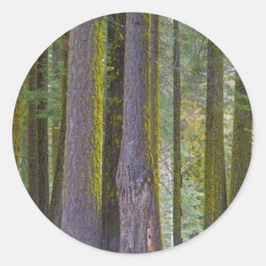Sticker Rond USA, Californie. Troncs d'arbre couverts par la mo (Devant)