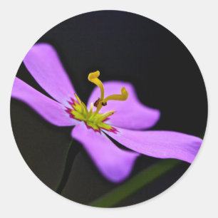 Sticker Rond USA, Floride, Big Cypress National Preserve