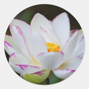 Sticker Rond USA, Géorgie, Savannah, Lootus Flower Blooming