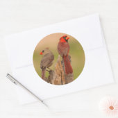 Sticker Rond USA, Texas, comté d'Hidalgo. Cardinal Pair (Enveloppe)