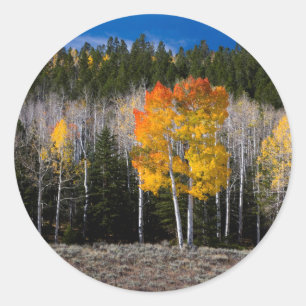 Sticker Rond Utah, USA. Arbres à peuplier (Populus Tremuloides)