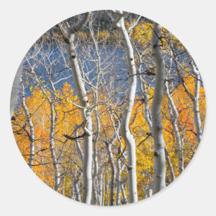 Sticker Rond Utah, USA. Arbres d'Aspen (Populus Tremuloides)
