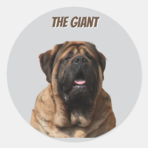 Sticker Rond Vacances Mastiff Mastiff Anglais