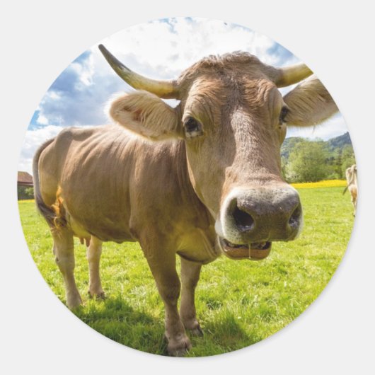 Sticker Rond Vache (Devant)