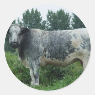 Sticker Rond Vache Bleue