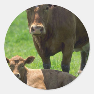 Sticker Rond Vache et veau