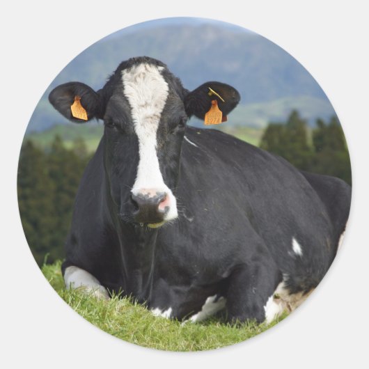 Sticker Rond Vache Holstein (Devant)