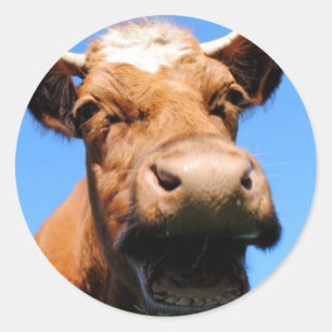 Sticker Rond Vache riant