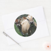 Sticker Rond Vaches du Jersey (Enveloppe)
