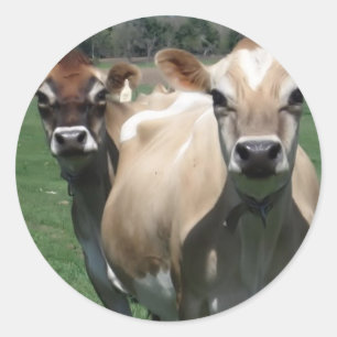 Sticker Rond Vaches du Jersey