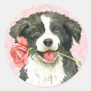 Sticker Rond Valentine border collie rose
