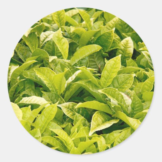 Sticker Rond Variété indienne de thé (Devant)